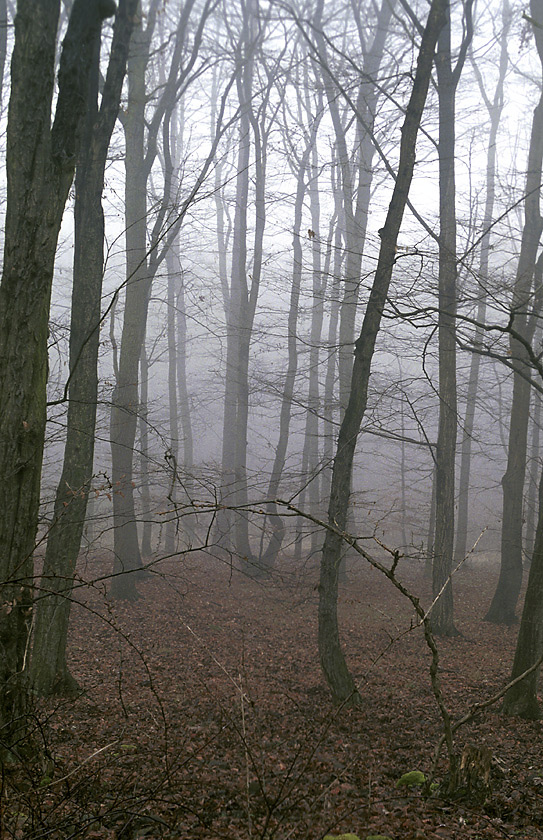 Winter melancholy - larger format