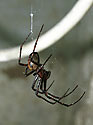 Pavoučice z profilu - hlavní odkaz