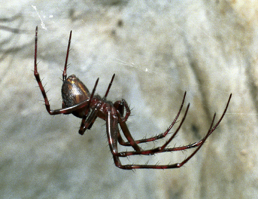 Pavouice z profilu - vt formt