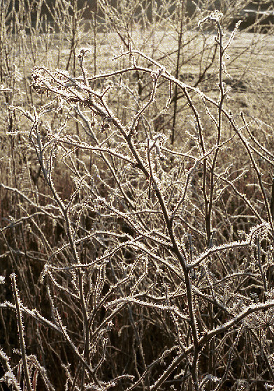 Hoarfrost - smaller format