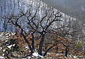 Little oak - main link