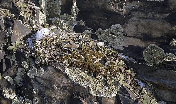 Lichen - smaller format