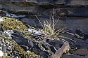 On the rock - main link