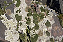 Lichen - main link