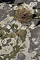 Lichen - main link
