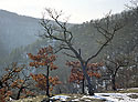 Little oak - main link