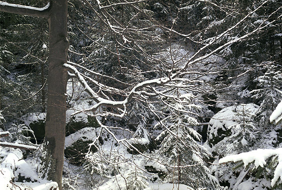 Branches - smaller format