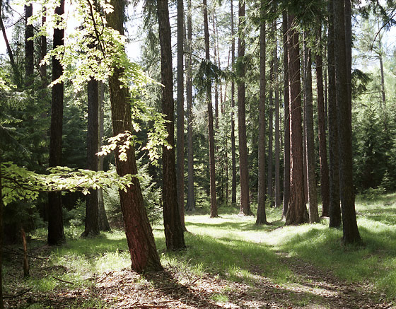 Light in the forest - smaller format