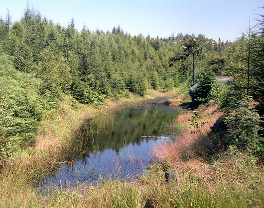 Peat pool - smaller format