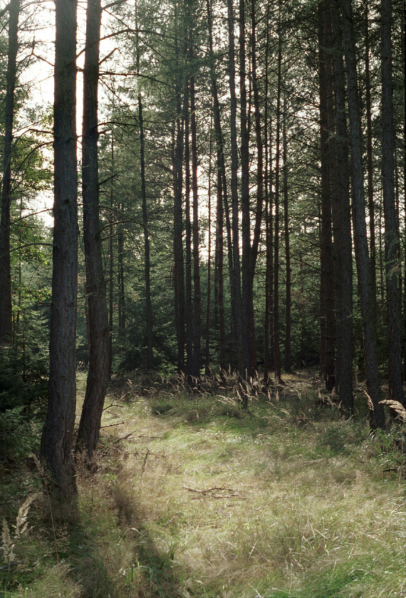 Lesní cesta - větší formát