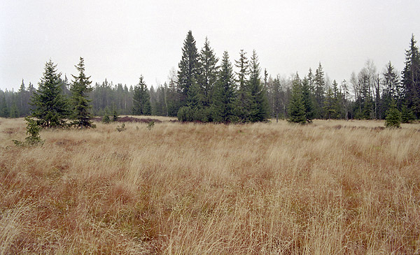 Peat bog "Zhsk sla" - smaller format