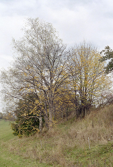 Last leaves - smaller format