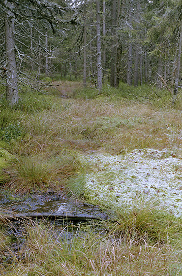 Fenny wood - smaller format