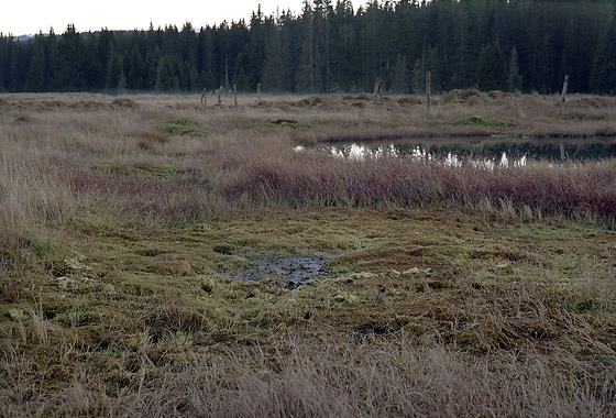"Modrava peat bogs" - smaller format