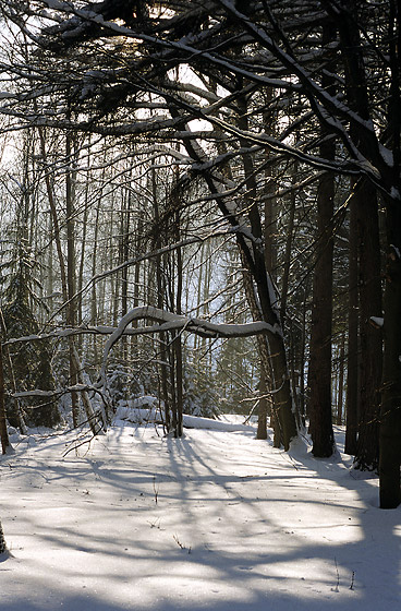In the snowy forest - smaller format