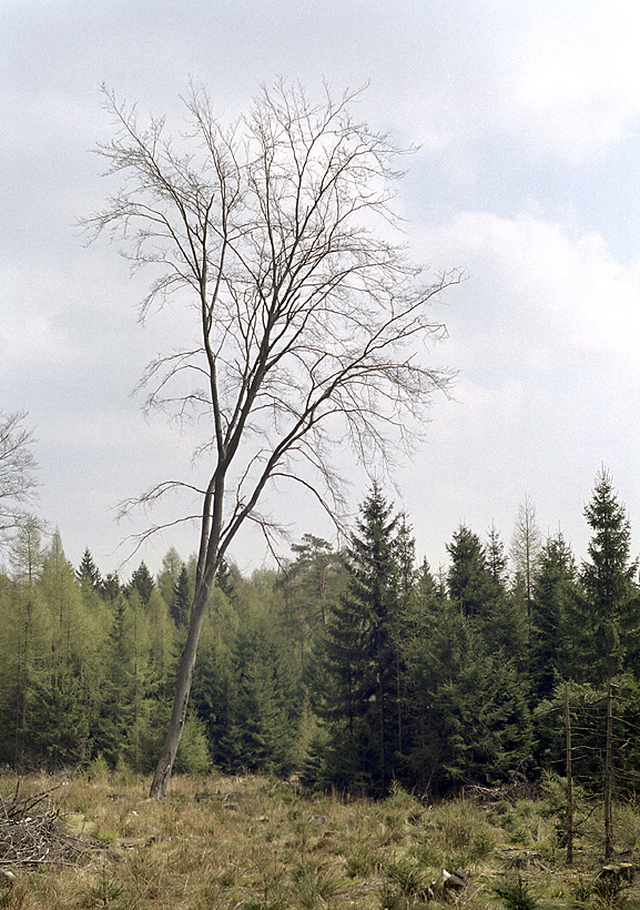 Strce paseky - vt formt