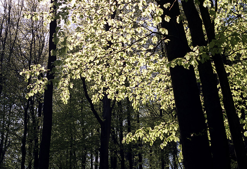 Leaves - larger format