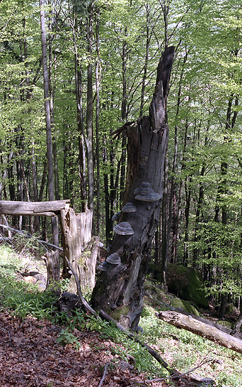 Polyporus - smaller format