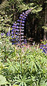 Lupins - main link