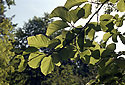 Beech branch - main link