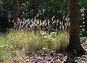 Grasses - main link