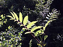 Rowan leaves - main link