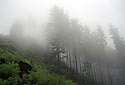 Foggy day - main link