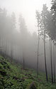 Foggy day - main link