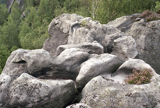 Skaln msy - men formt