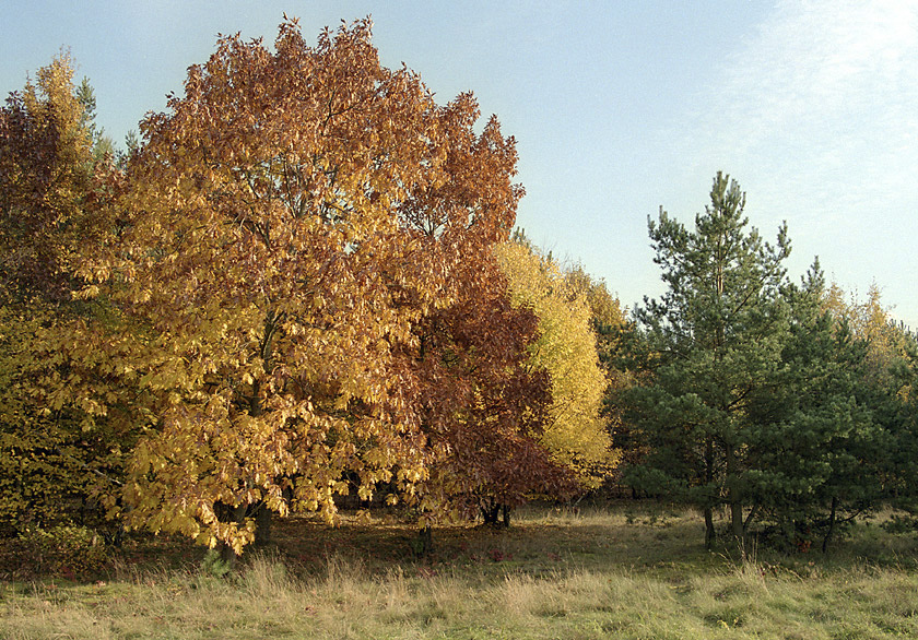Near "Cholupice" - larger format