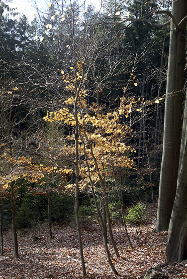 Last leaves - smaller format