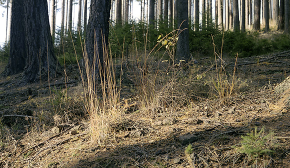 Grass - smaller format