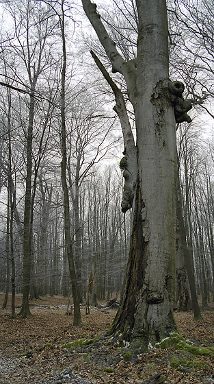 Beeches - smaller format