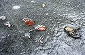 In the ice - main link