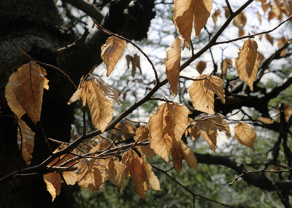 Leaves - larger format