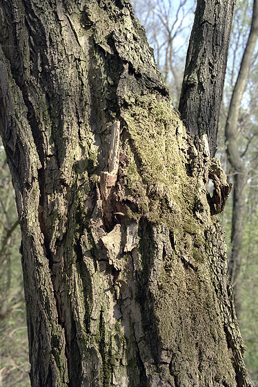 Bark - smaller format