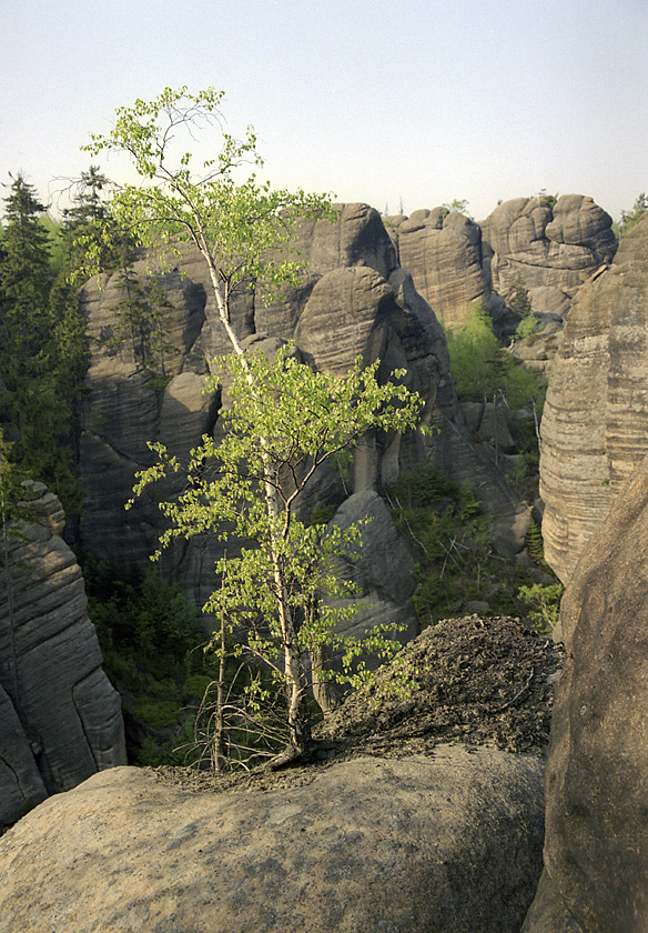 Kovova rokle - vt formt