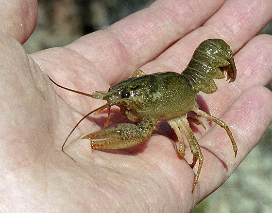 Crayfish - smaller format