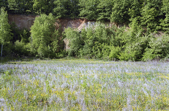 In the old limestone quarry - smaller format