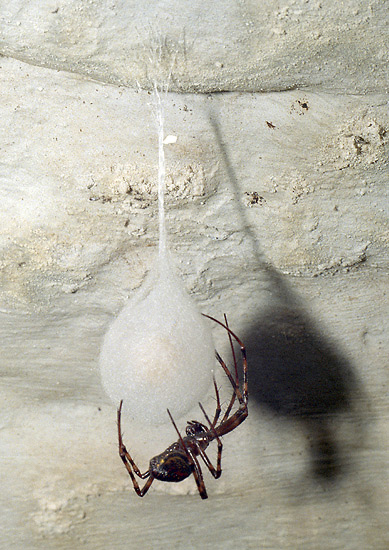 Cocoon weaving 14 - smaller format