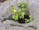 Birch in the flowerpot - main link
