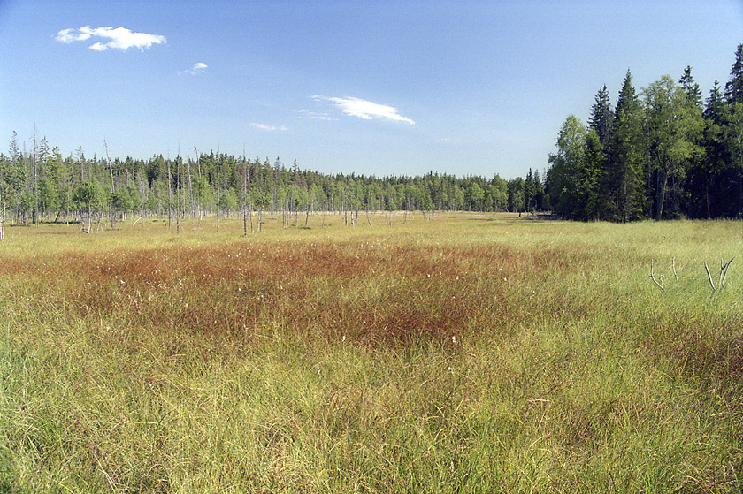 Topielisko - vt formt