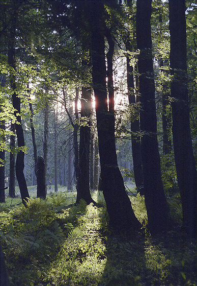 "Bukaka" forest - smaller format