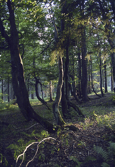 "Bukaka" forest - smaller format
