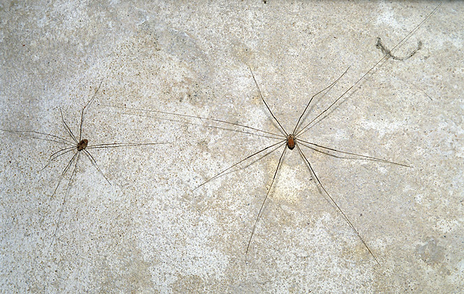 Harvestman - smaller format