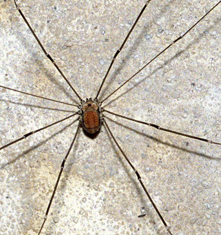 Harvestman - smaller format