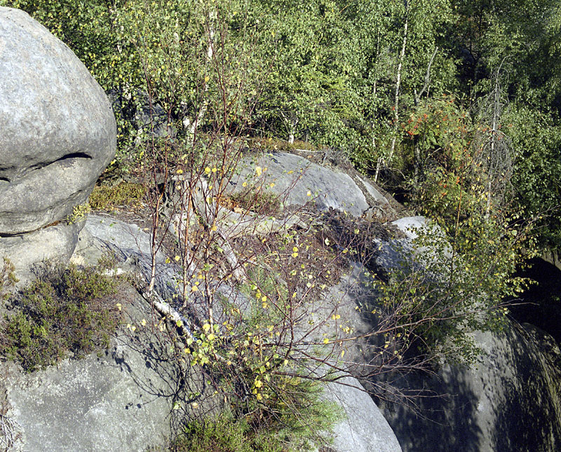 Birch - larger format