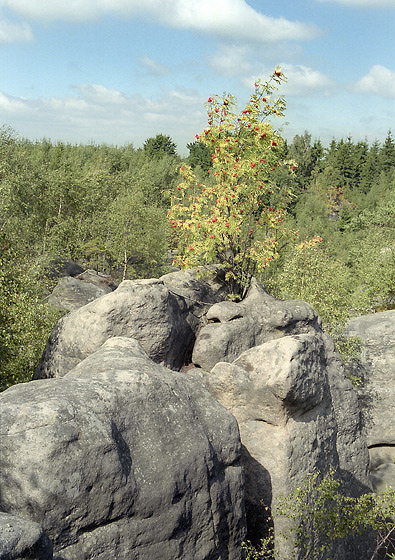 In the "Cherry gorge" - smaller format