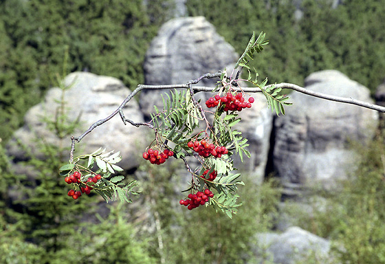 Rowan - smaller format