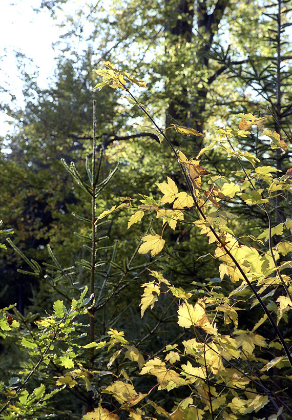 Javorové listy - větší formát